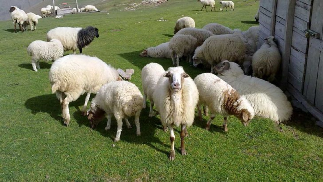   امکان انتقال دو بیماری کشنده با ذبح دام زنده در منزل 