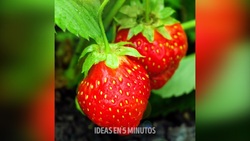 روشی جذاب برای کشت توت فرنگی + فیلم