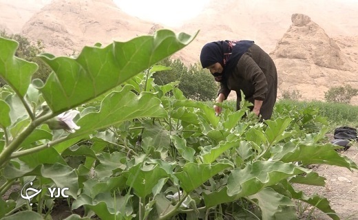 آغاز برداشت بادمجان از مزارع قطرم بافق