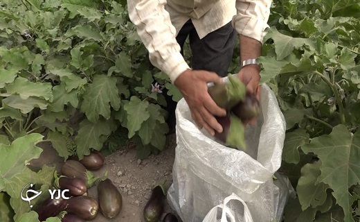 آغاز برداشت بادمجان از مزارع قطرم بافق