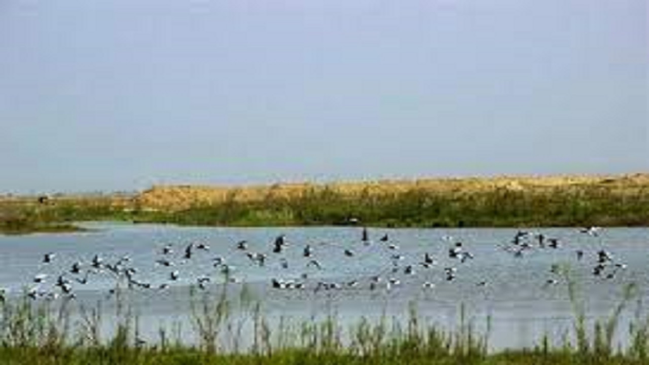 تالاب صالحیه نظرآباد به مرز خشکی رسید