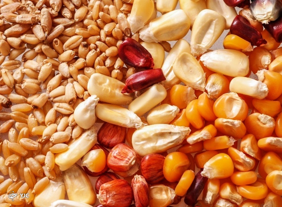 خودکفایی تولید بذور اصلاح شده در آذربایجان غربی