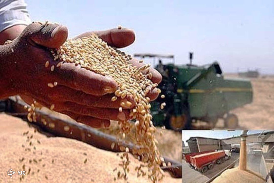 در سردشت میزان خرید تضمینی گندم به ۶۸۲ تُن رسید