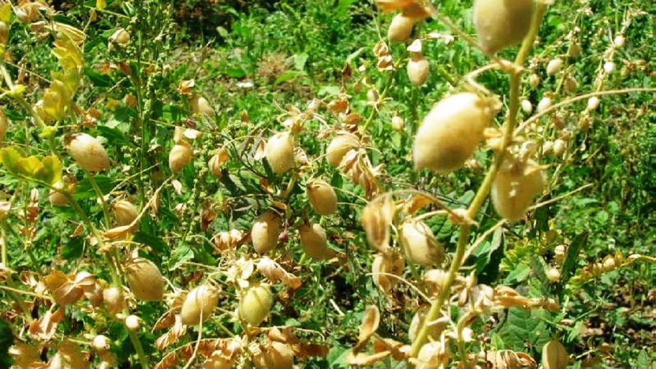 اختصاص یک هزار هکتار از اراضی کشاورزی شوشتر به کشت حبوبات