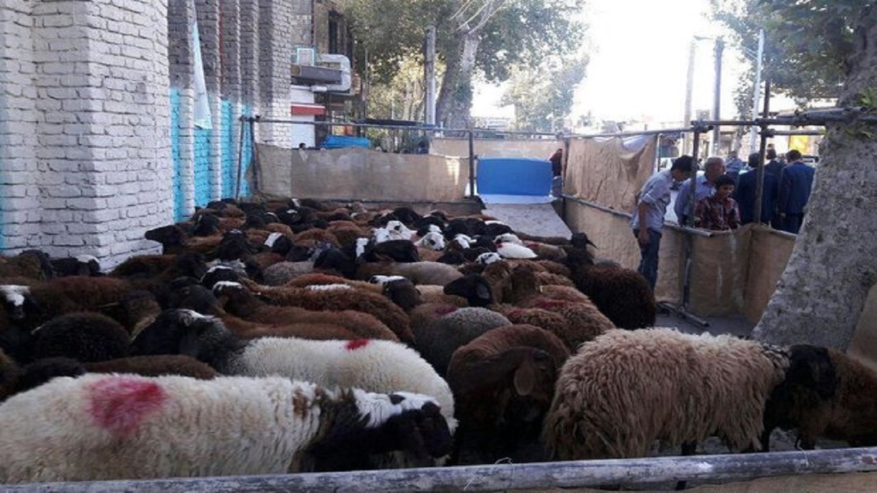 ذبح سه هزار راس گوسفند در عید قربان در استان سمنان