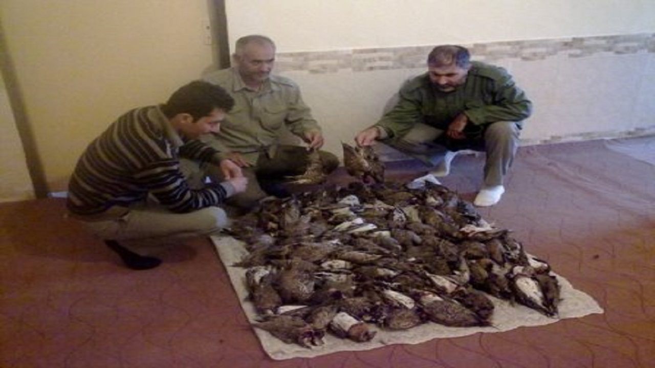 کشف ۴۰ پرنده با ارزش در مخفیگاه شکارچی حرفه‌ای