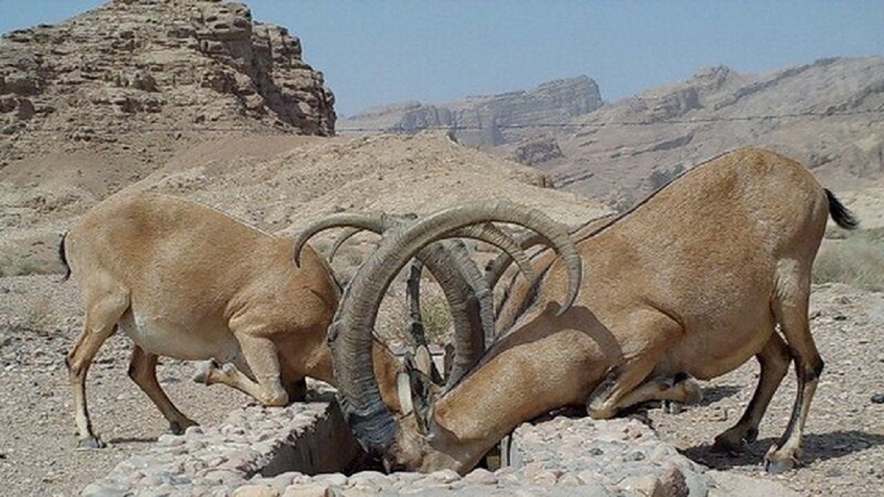 ضربان زندگی در بام ایران به شماره افتاده است