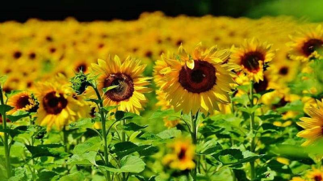 با برندهای معروف گردشگری سنقر آشنا شوید
