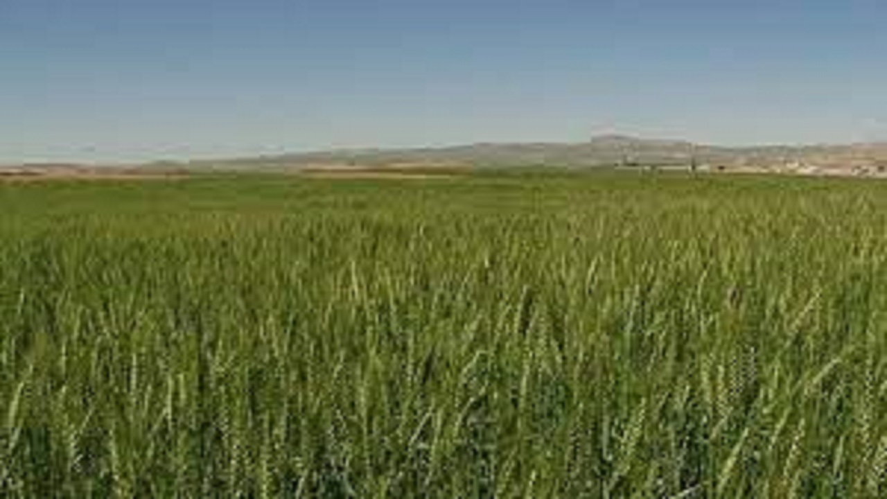برگزاری ٨١ کلاس آموزشی طرح جهش تولید در مراغه