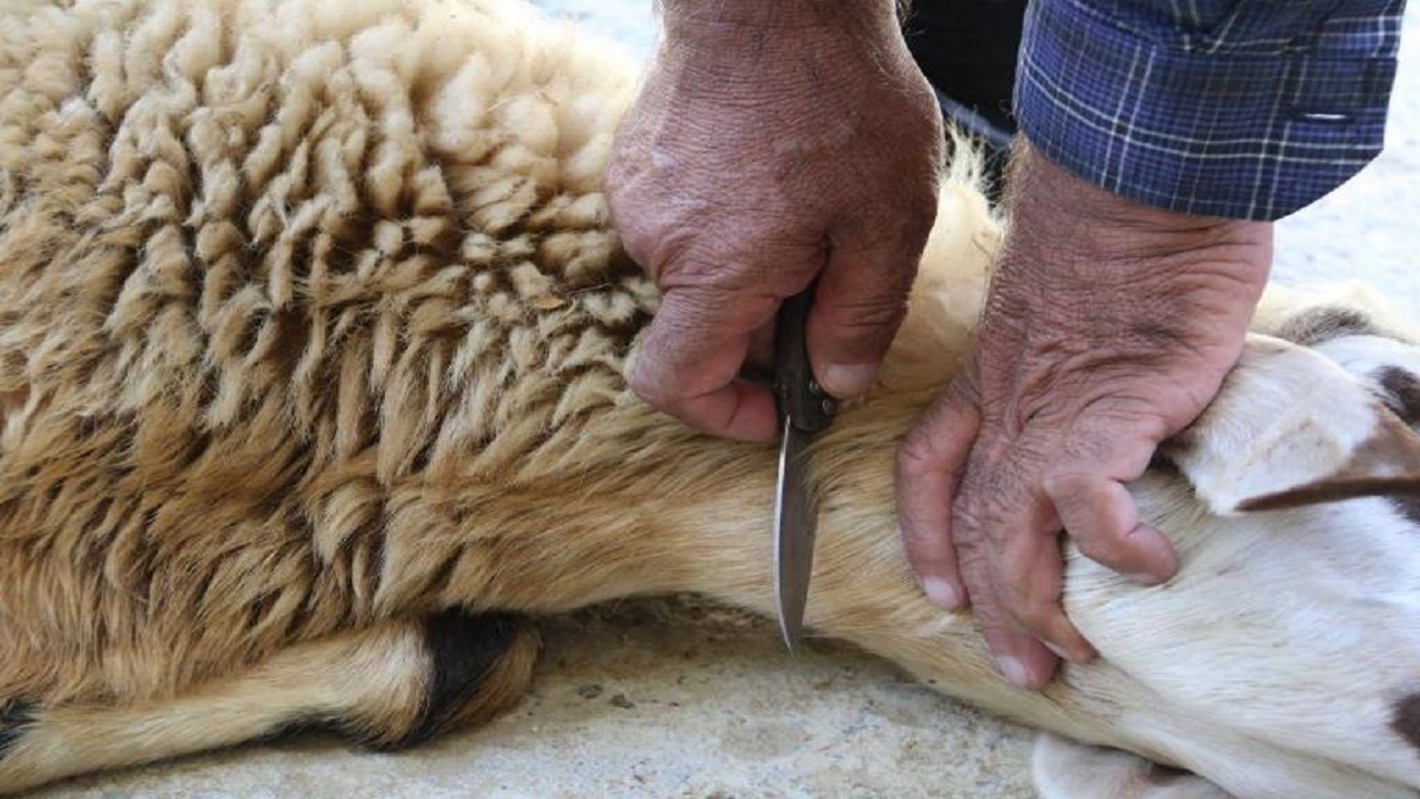 کشتار دام در معابر شهری ممنوع است