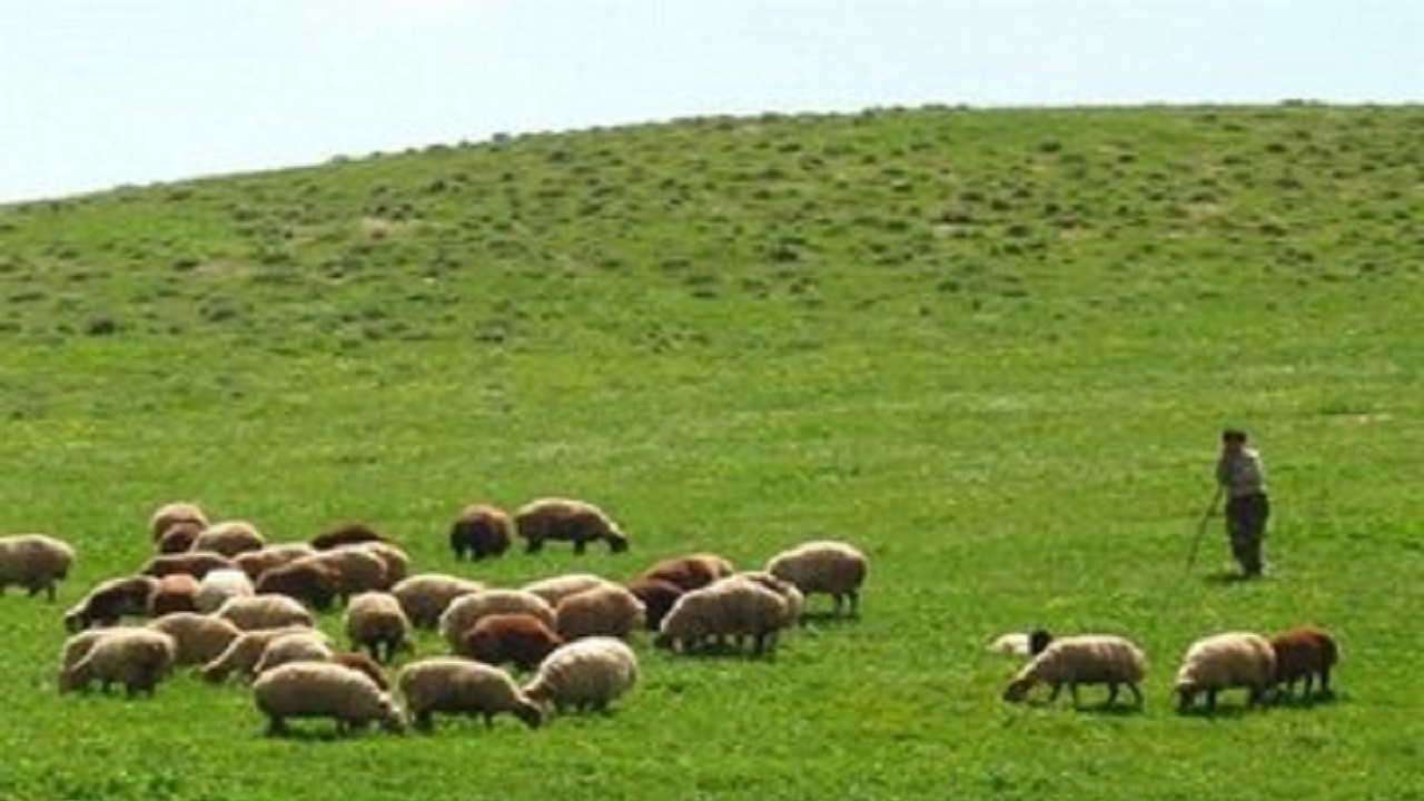 آخرین فرصت اخذ پروانه جدید چرای دام هشتم آذر ماه است