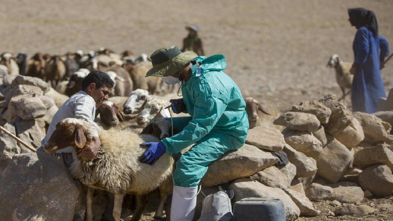 ۳۶ هزار دام عشایری در خوشاب واکسینه خواهد شد