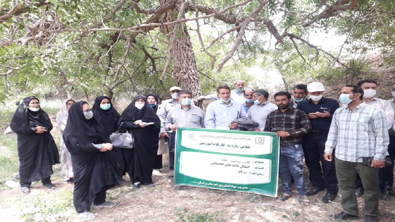 ناکامی کشاورزان بردسکنی از کسب درآمد اقتصادی از محصول عناب