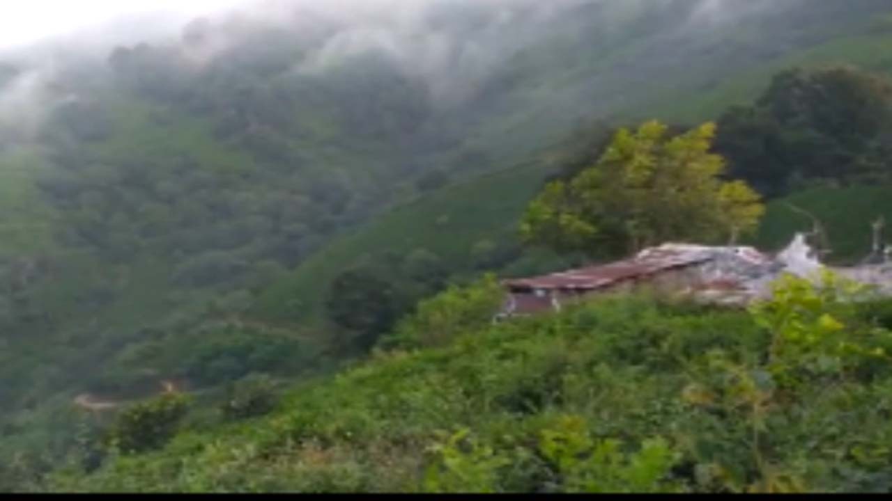 چشم‌اندازی از طبیعت سرسبز و بکر در لنگرود + فیلم