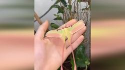 مار زرد رنگی که هم‌بازی یک دختر است + فیلم