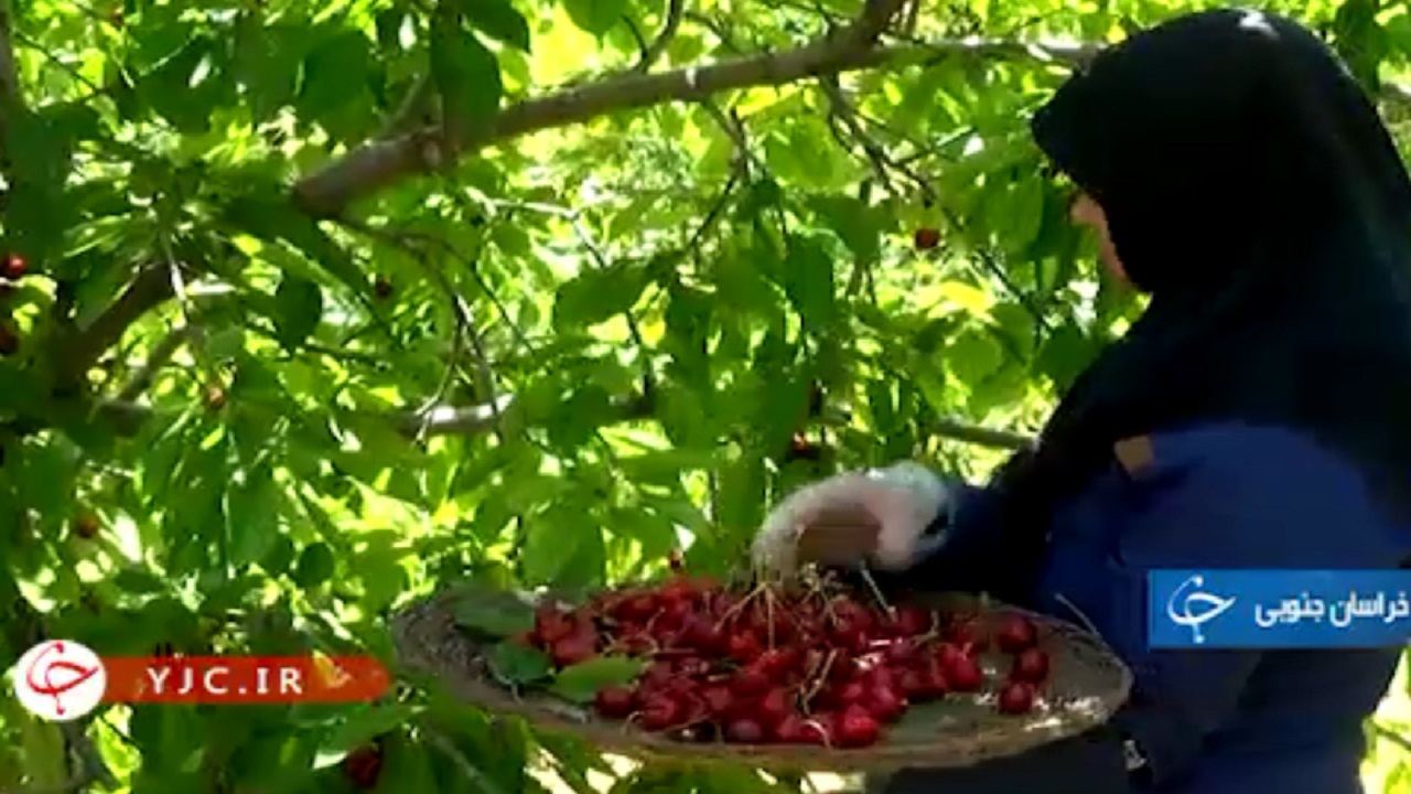 برداشت نوبرانه‌های تابستانی در خراسان جنوبی+فیلم