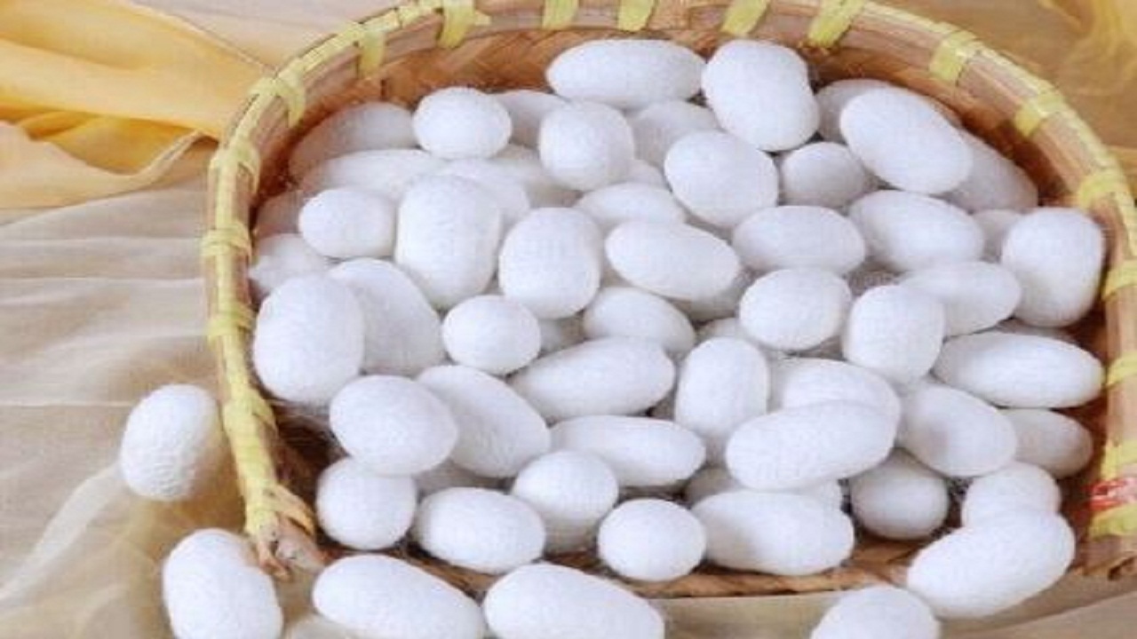 برداشت ۸۰ درصد پیله‌تر ابریشم در گیلان