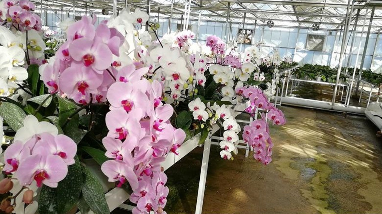 صادراتی خوش بو از شمال
