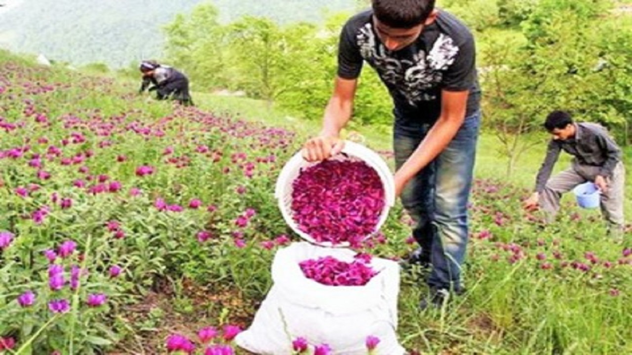 افزایش برداشت محصولات جنگلی و مرتعی در اصفهان