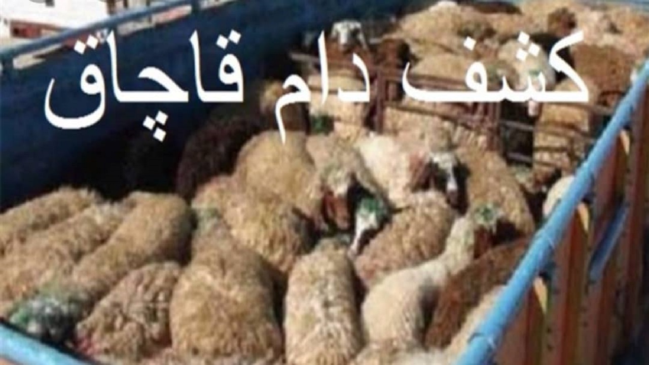 كشف ۲۲ راس دام بدون مجوز در فامنين