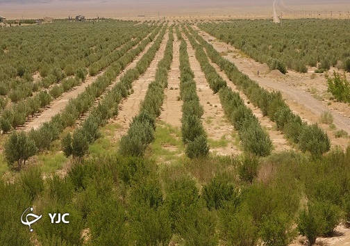 میوه