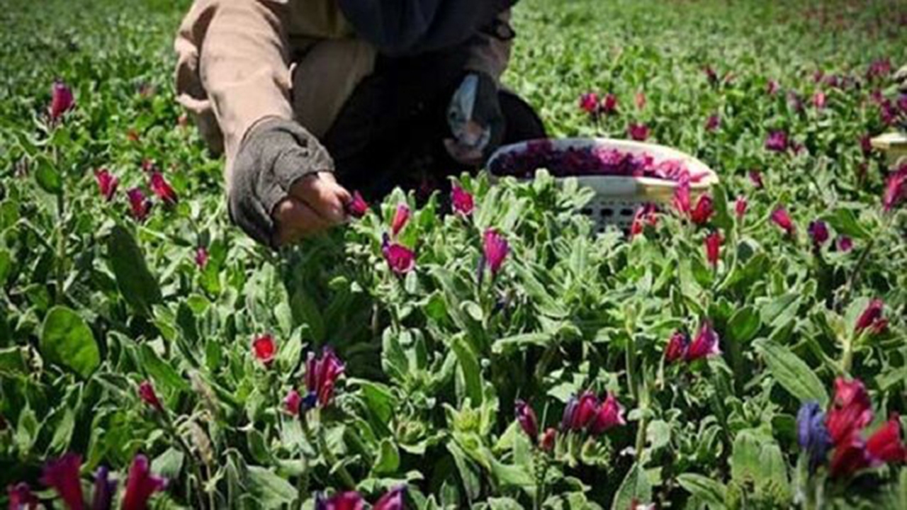 کارآفرینی بانوی استان فارسی با یک قطعه زمین