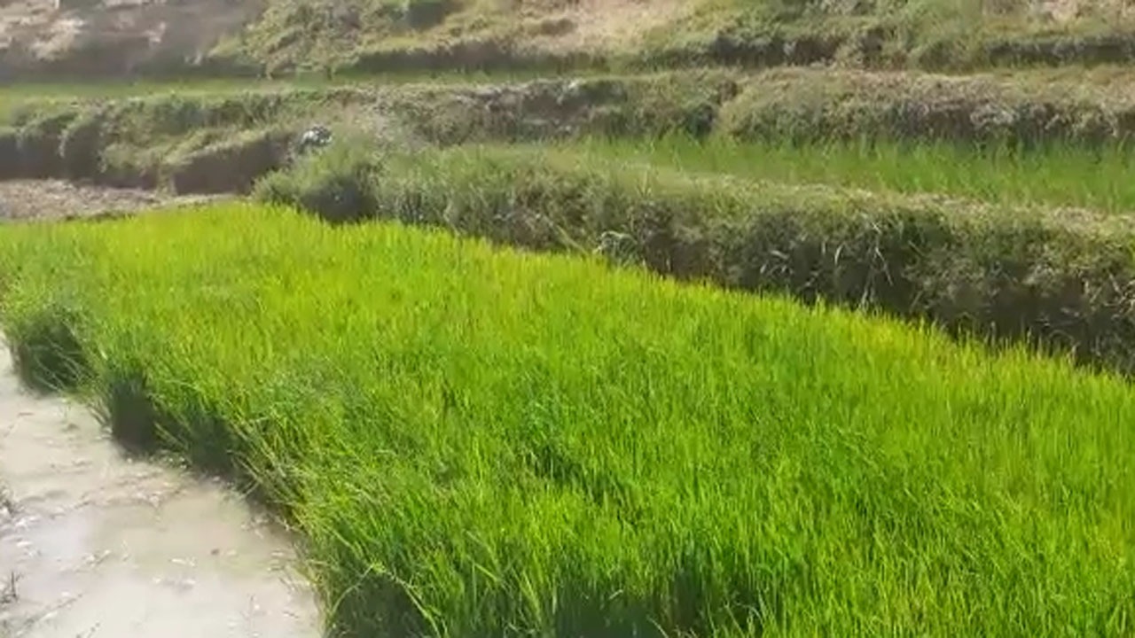 کاشت نشاء برنج در روستای جغدان + فیلم