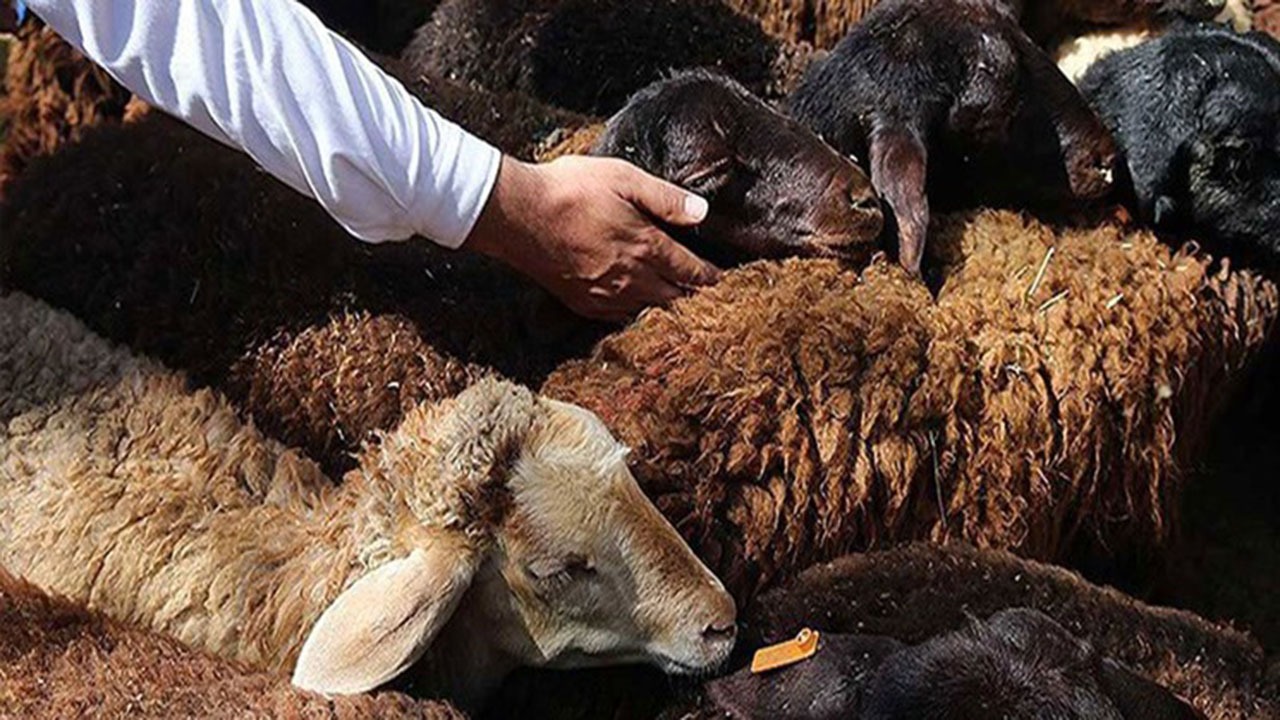 ذبح رایگان و بهداشتی گوسفند در کازرون