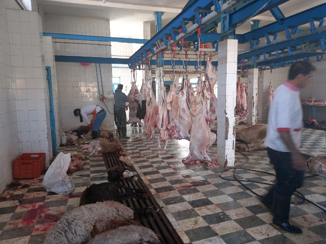 ۷۰ راس گوسفند در حاجی آباد قربانی پویش نذر مهربانی شدند