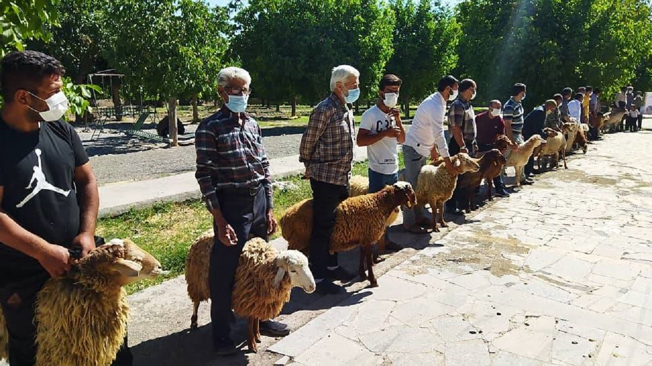 ذبح ۷۰ راس گوسفند در خوشاب