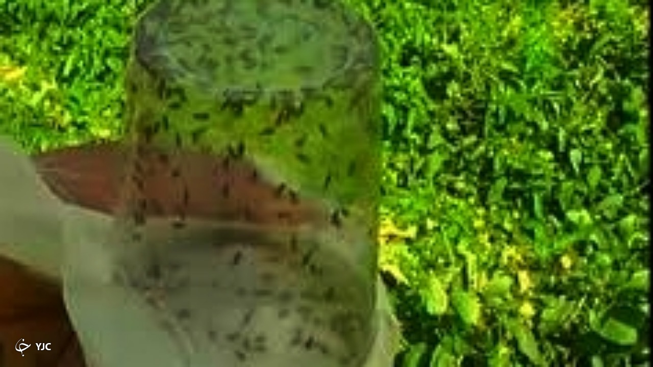 مبارزه بیولوژیکی با آفات گیاهی در ۳۵۰ هکتار از مزارع گوجه فرنگی میاندوآب