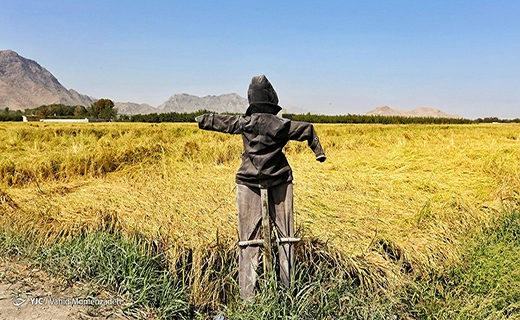 کاهش وسعت شالیزارهای اصفهان به یک&zwnj;دهم
