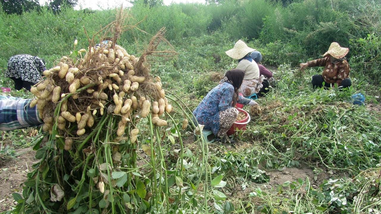 پیش بینی تولید ۳۶ هزار تن بادام زمینی در پارس آباد