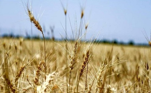 مزارع پر رنج و دسترنج اندک | از جولان &laquo;دلالان&raquo; تا زنگ خطر خروج گندم از کشور
