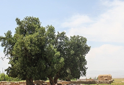 جنگل داری