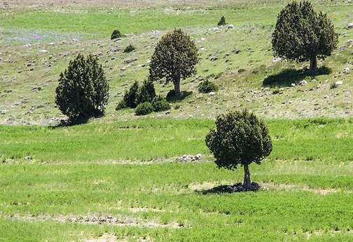 چوب