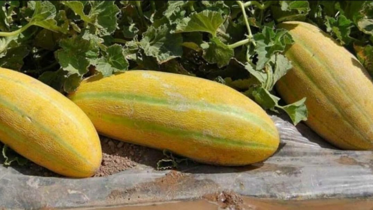 آغاز برداشت خربزه از مزارع شهرستان تایباد