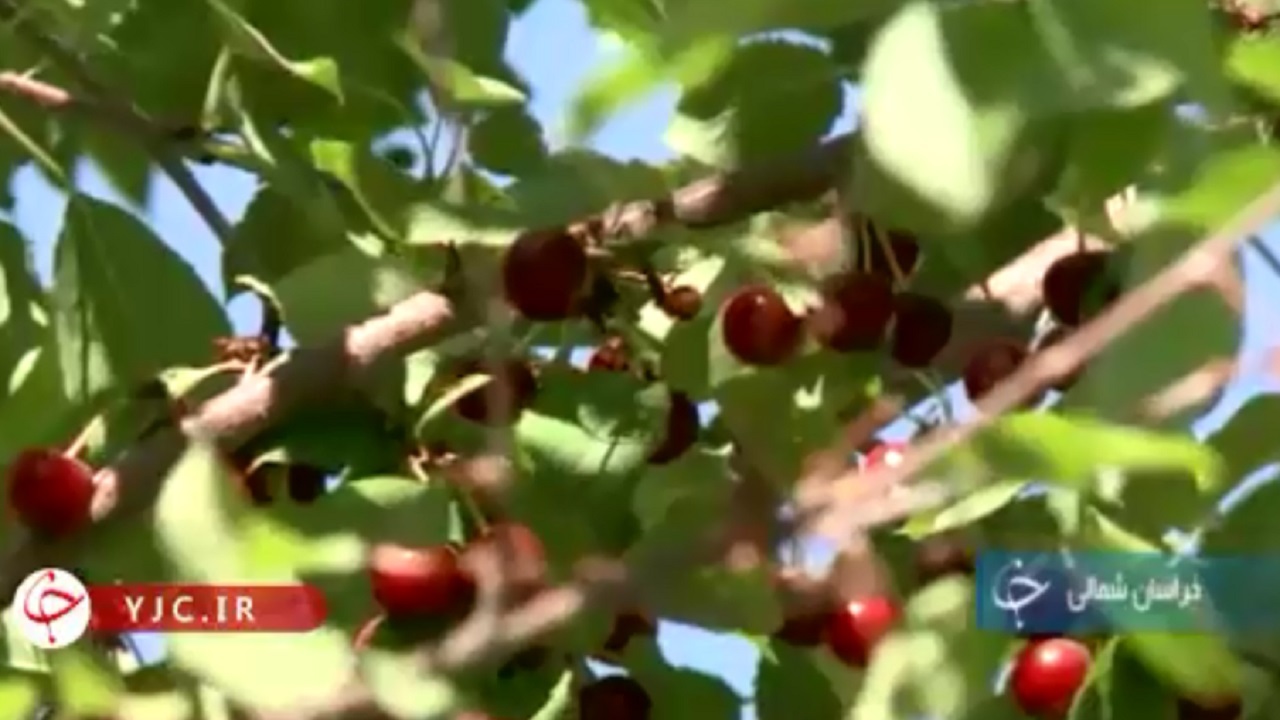 دانه‌های سرخی که از روستای حمزانلوی راهی بازار می‌شود+فیلم
