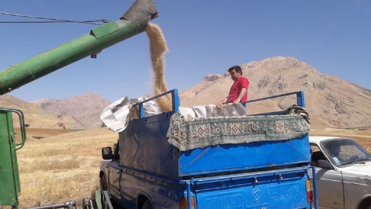 آغاز عملیات کیل گیری از مزارع شهرستان اردل