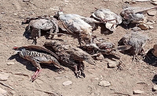 فشار بی&zwnj;آبی بر گلوی حیات وحش لارستان