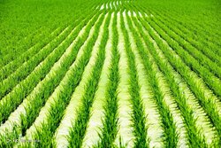 نمونه‌ای از سیاست جدید الگوی کشت + فیلم