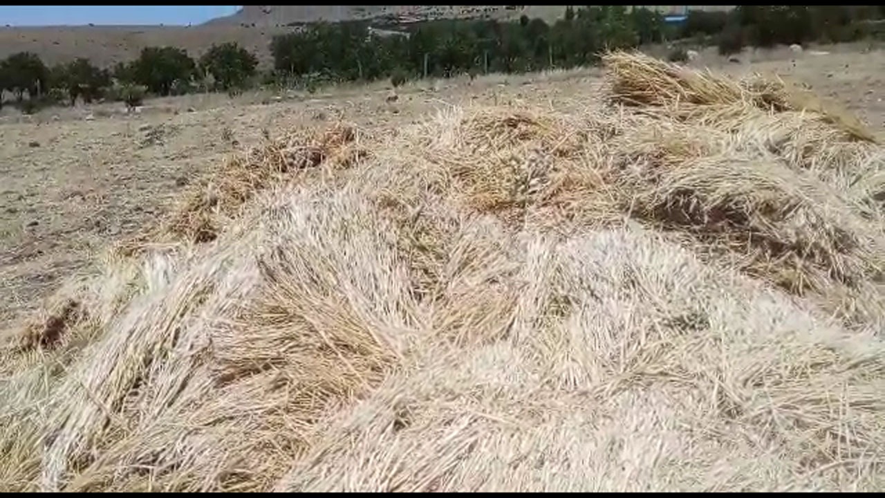 برداشت جو در روستای جغدان + فیلم