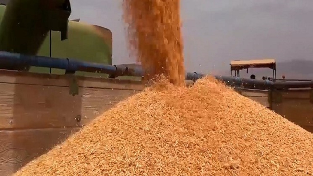 آغاز برداشت گندم از ۲۷ هزار هکتار از اراضی سمیرم