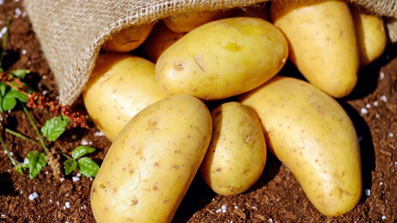 طرح حمایتی دولت به داد سیب زمینی کاران گلستانی رسید