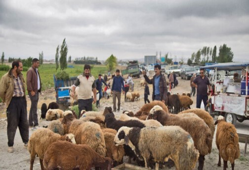 گوشت دام