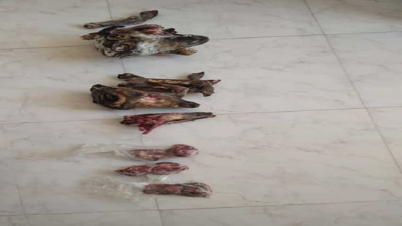 شکارچی‌های با تجربه در چنگ قانون