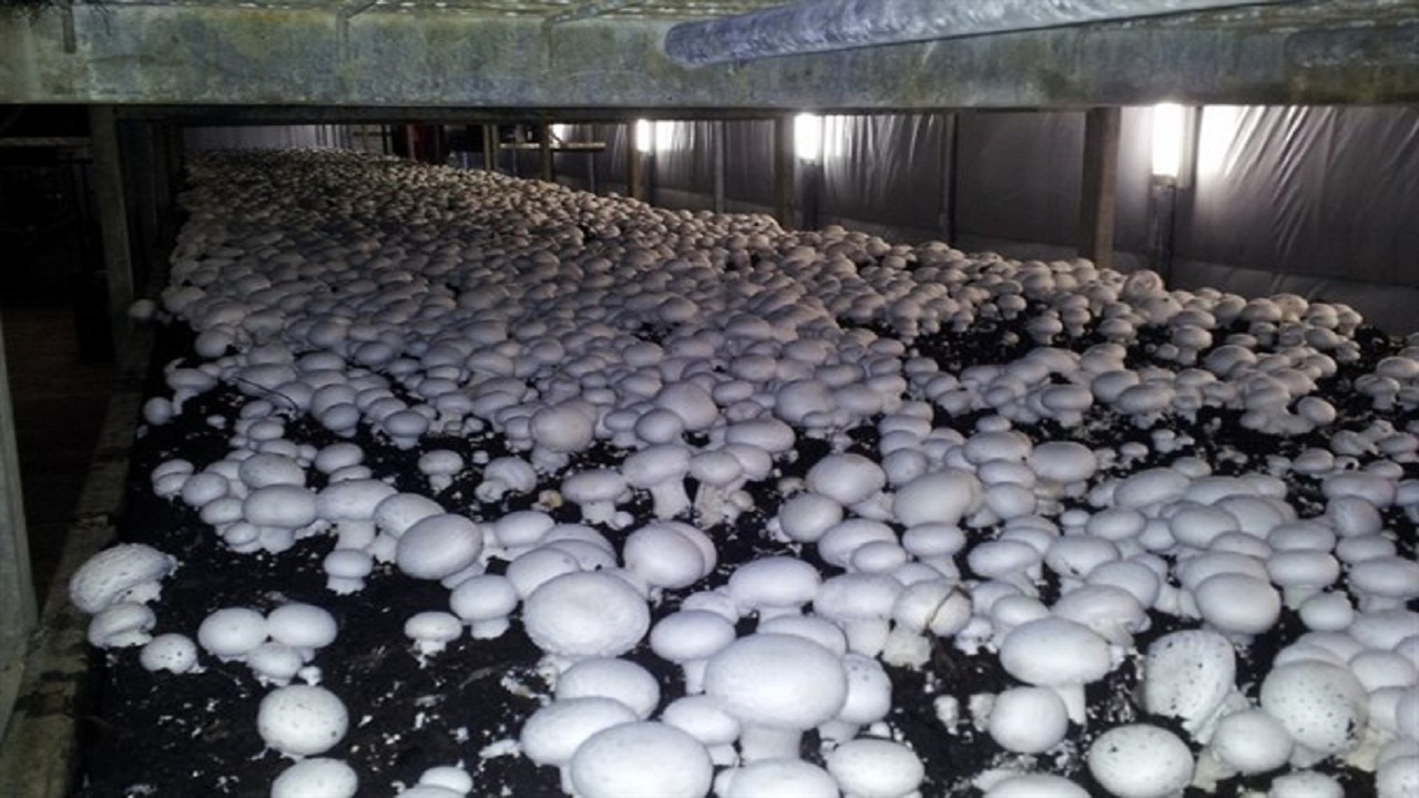 برگزاری دوره آشنایی با پرورش قارچ در روستای قالند وسطی