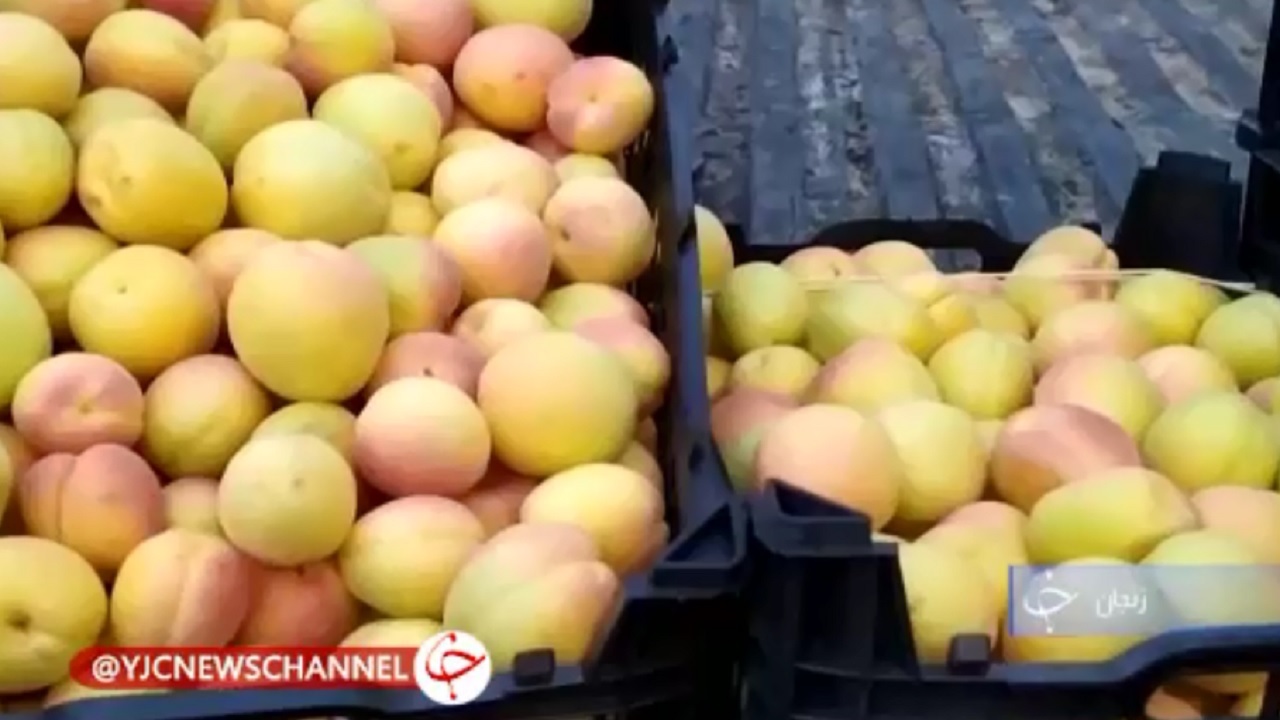 طلای خوشمزه میلیاردی روانه بازار شد+فیلم