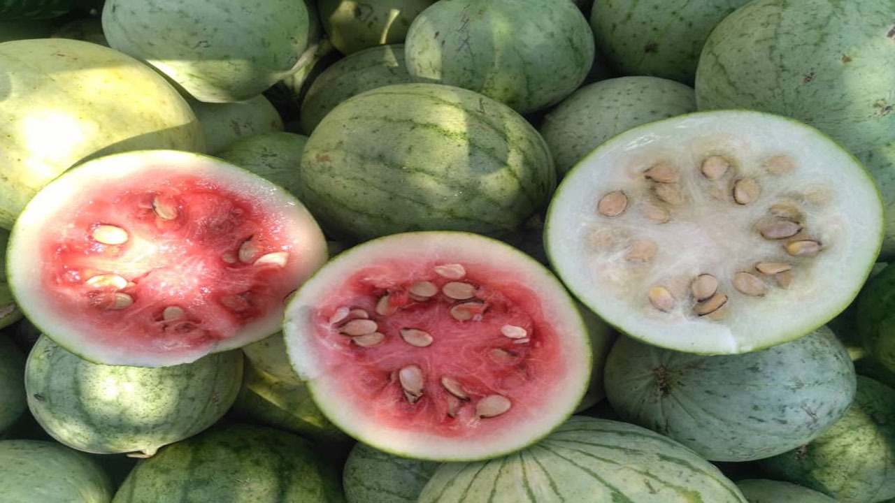 هندوانه 