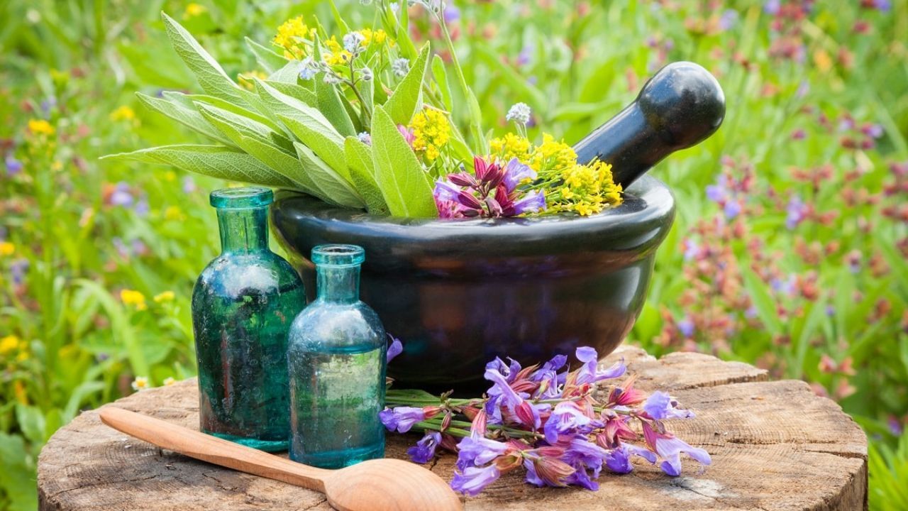 گیاهان دارویی به خاطر خشکسالی مهجور مانده اند